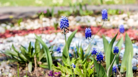 Blue garden flowers on a flowerbed on a background of stones and grass