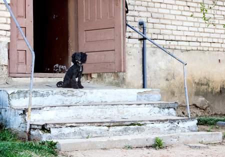 Black poodle on the porch of the house protects the dwellingの写真素材