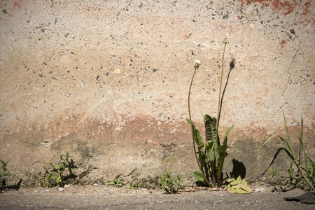 Not a blossoming dandelion against a red wall, summer dayの写真素材