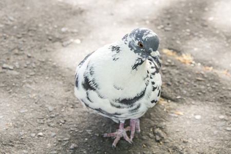 White spotted pigeon walking along the asphalt, a curious birdの写真素材
