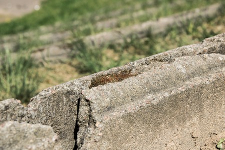 Yellow grass near the concrete borderの写真素材