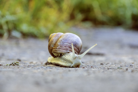 A large brown snail crawls along the sand in the forestの写真素材