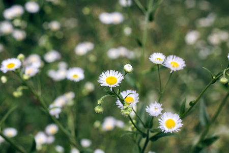 A lot of white flowers camomiles on a chamomile fieldの写真素材
