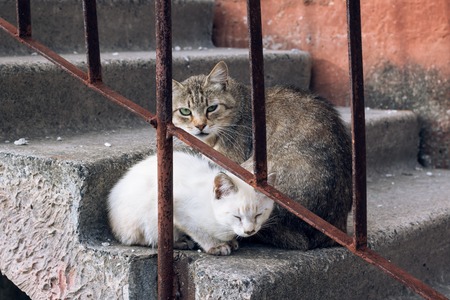 Gray cat and white kitten are sitting on the stairs