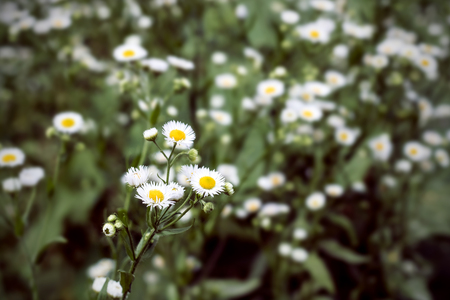 A lot of white flowers camomiles on a chamomile fieldの写真素材