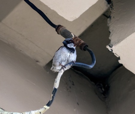 A sparrow sits on a wire against the background of a concrete wallの写真素材