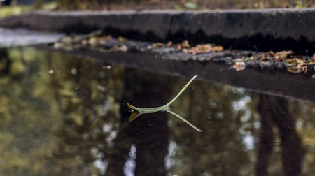 The leaf floats in the water with the reflection of autumn treesの写真素材