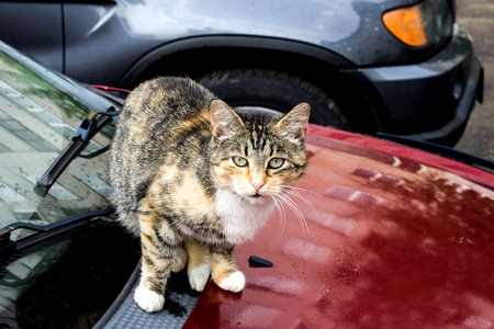 Black red cat sits on the car and is afraidの写真素材