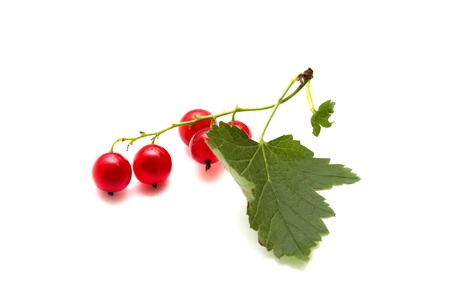 Branch of a red currant with leaves on a white background, isolatedの写真素材