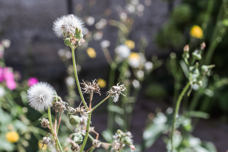 White fluffy flower on a background of green grass, summerの写真素材