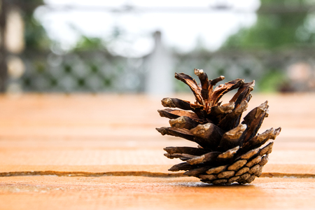 A fir cone on the wooden boardsの写真素材