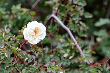 White flower of a dogrose on a background of leaves and branchesの写真素材