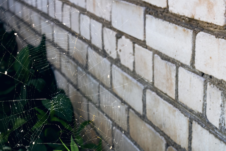 Cobweb on the background of green leaves, beginning of autumnの写真素材