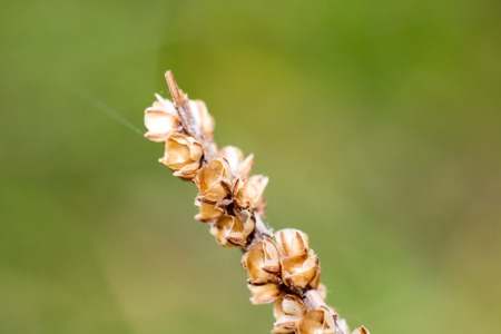 Dried flowers in the field, macro photo, autumn natureの写真素材