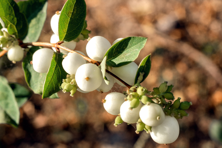 Branch with white berries on the background of earth and grassの写真素材