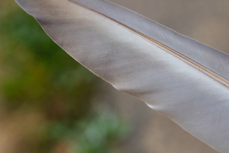 Grey feather close up against a green backgroundの写真素材