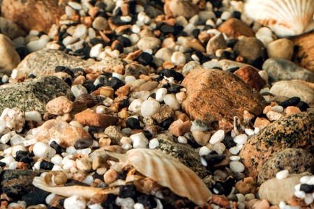 Sea pebbles and seashells in the waterの写真素材