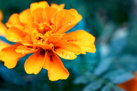 Yellow flower on the background of green leavesの写真素材
