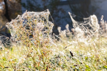 Dew drops on an autumn plant with a spider web