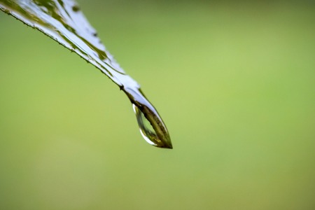 Raindrops on the green leaves of a tree close upの写真素材