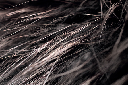 Gray fur with wool close up, texture or background, fashion industryの写真素材