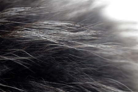 Gray fur with wool close up, texture or background, fashion industryの写真素材