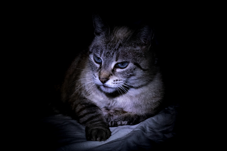 Gray cat looks away in the dark close up, blue eyesの写真素材