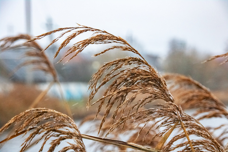 Dry reed with water drops in the background of the lake close upの写真素材