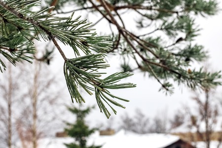 A branch of pine with snow and ice against the sky