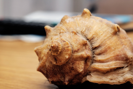 Big sea shell on a wooden table with copy spaceの写真素材