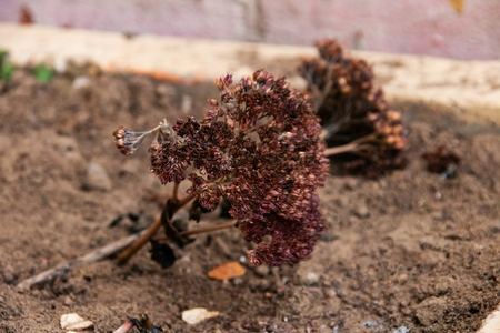Dried flower on gray ground close up with copy spaceの写真素材