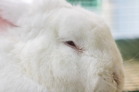 White rabbit with red eyes lies in a cageの写真素材