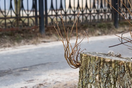 Sprouts branches on the stump close up with copy spaceの写真素材