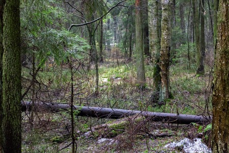 Spring forest with fir trees and grass, many tree trunksの写真素材