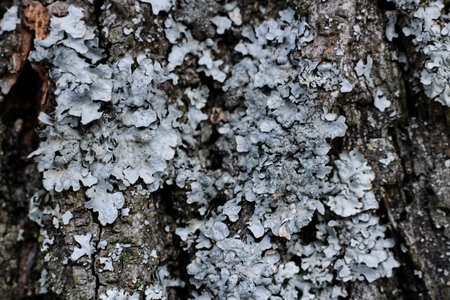 Blue moss on a tree trunk close up, background or textureの写真素材
