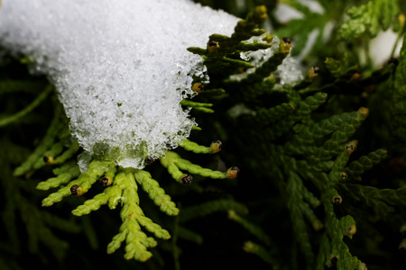 Thuja tree branches under the snow close up, macro photoの写真素材