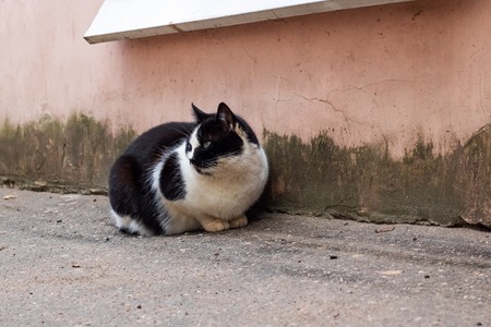 Homeless black cat with white breast sitting on the asphaltの写真素材