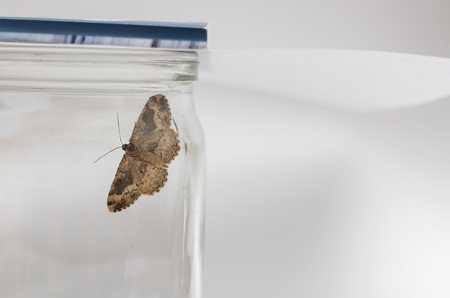 Brown butterfly in a glass jar close up on gray backgroundの写真素材