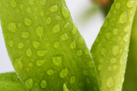 Green leaves of a plant with water drops close upの写真素材