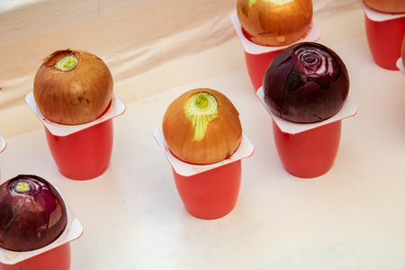 Bulbs in plastic containers on the windowsill close upの写真素材