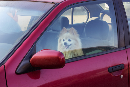 The dog is closed in the car, danger to pets in summerの写真素材