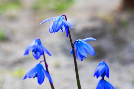 Blue bell flowers close up, macro photo, with copy spaceの写真素材