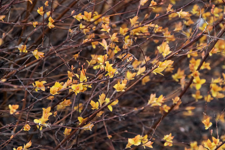 Yellow flowers on a bare branch of a bush close upの写真素材