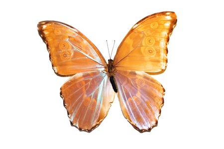 Big butterfly with yellow wings, isolate on a white background, mopho achilles