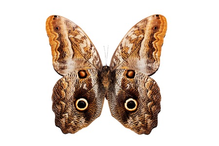 Big butterfly with yellow wings, isolate on a white background, caligoの写真素材