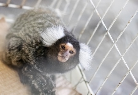 Little monkey in a white cage, close up portrait