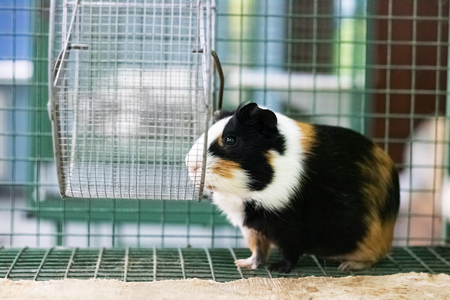 Red Guinea pig in a cage close up, pet rodentの写真素材