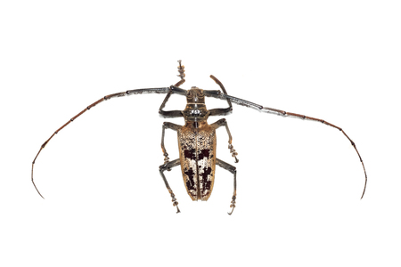 Big brown beetle close up, isolate on a white background, neocerambyx gigasの写真素材