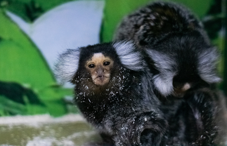 Little monkey in a white cage, close up portrait