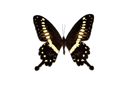 Big butterfly with yellow wings, isolate on a white background, papilio lormieriの写真素材